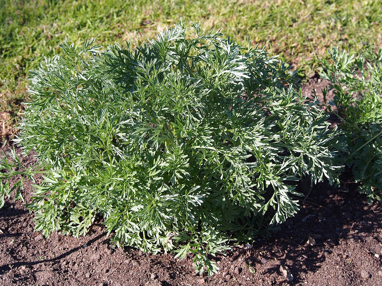 Estragon au potager