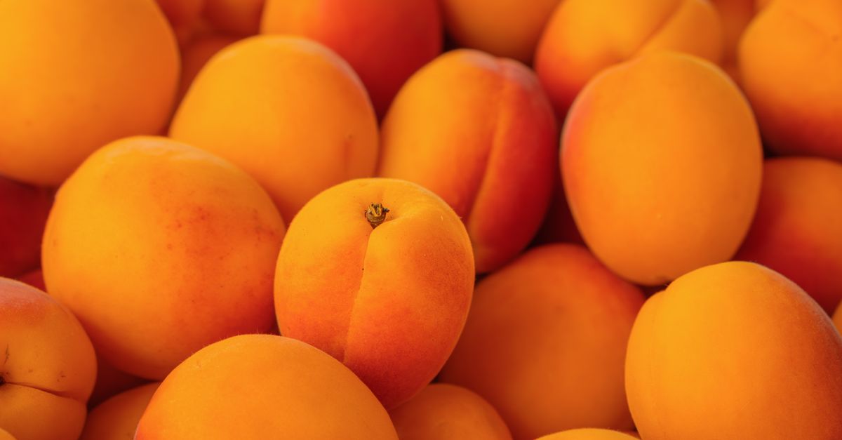 Abricots mûrs sur l\x27arbre