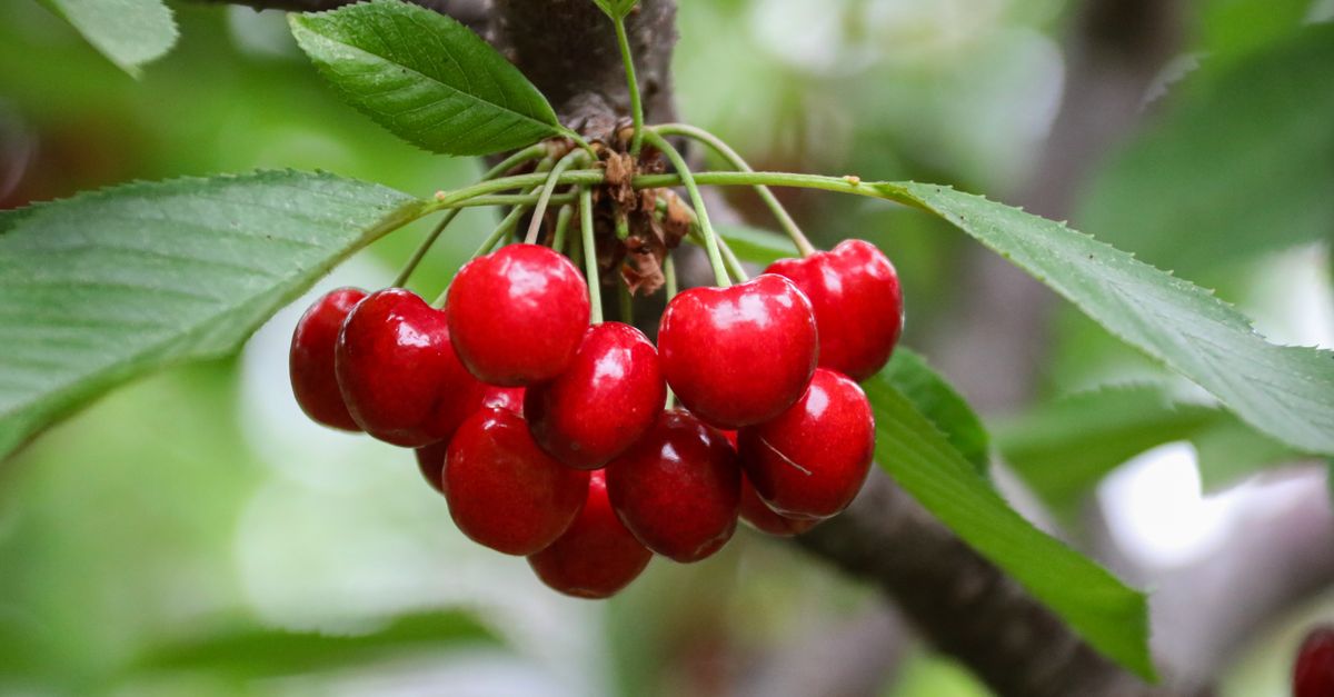 Cerises rouges sur le cerisier
