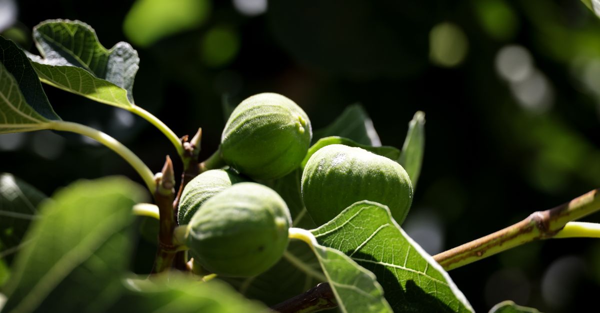 Figues mûres sur le figuier