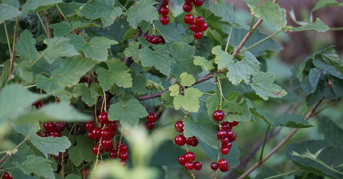 Grappes de groseilles rouges