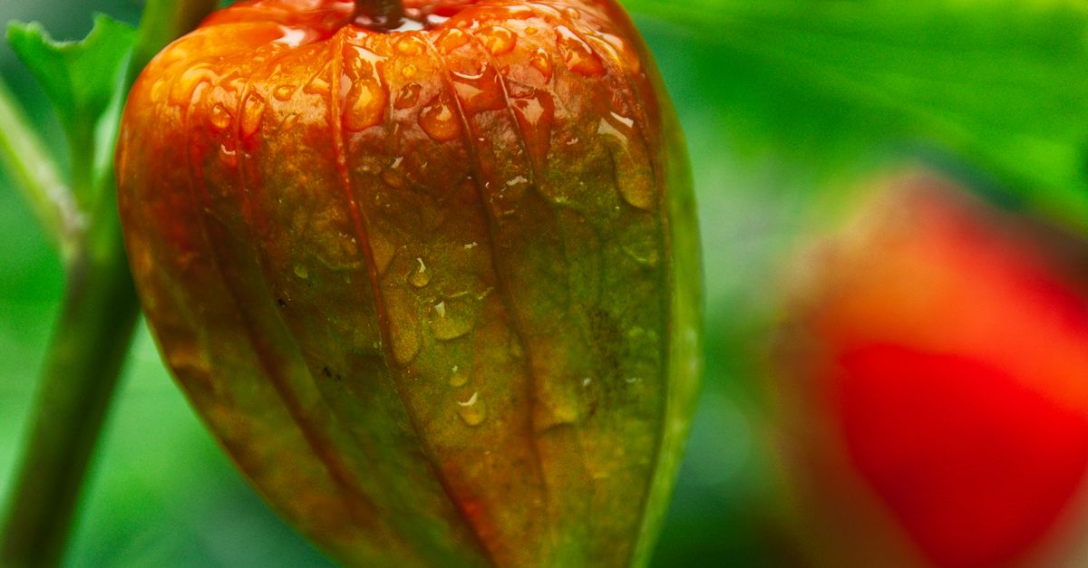 Physalis dans leur calice