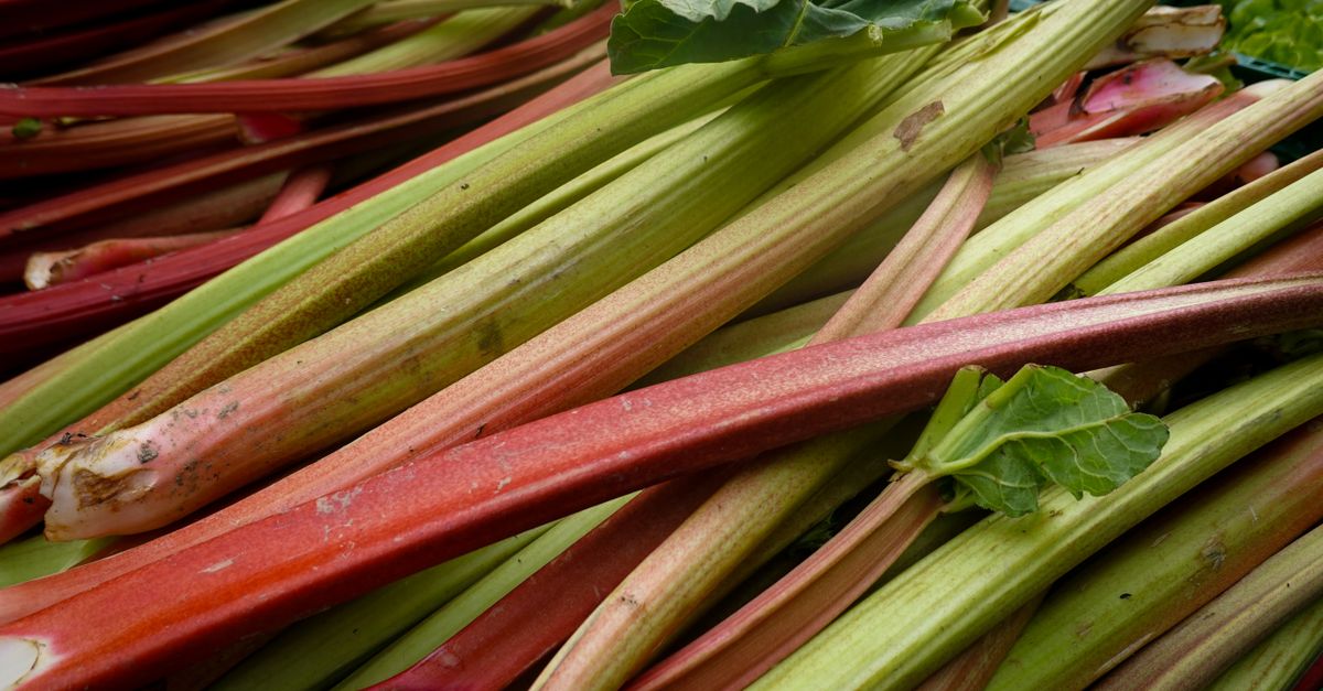 Pétioles de rhubarbe au jardin