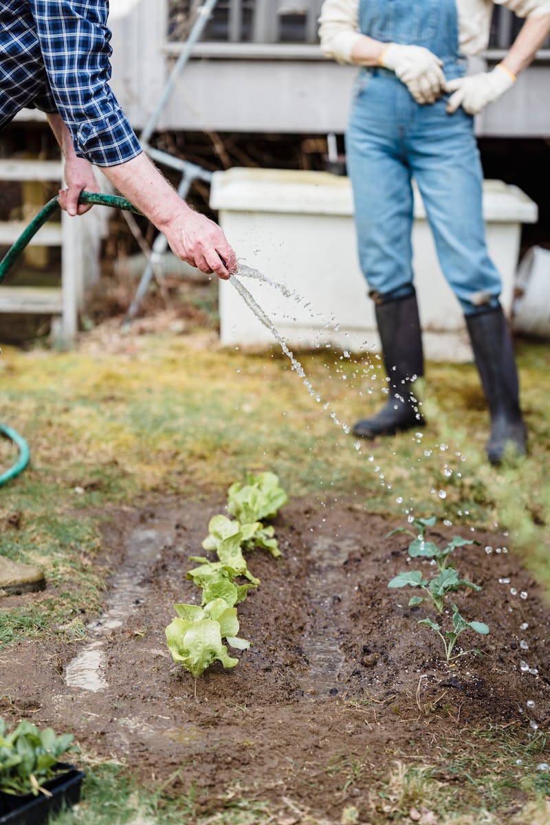 Agriculteur arrosant de jeunes plantules dans un potager avec un tuyau