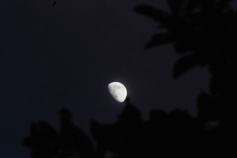 Lune en phase gibbeuse encadrée par le feuillage dans un ciel nocturne