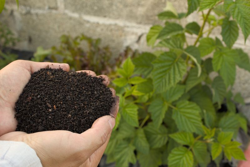 Mains tenant du compost riche pour fertiliser le potager naturellement