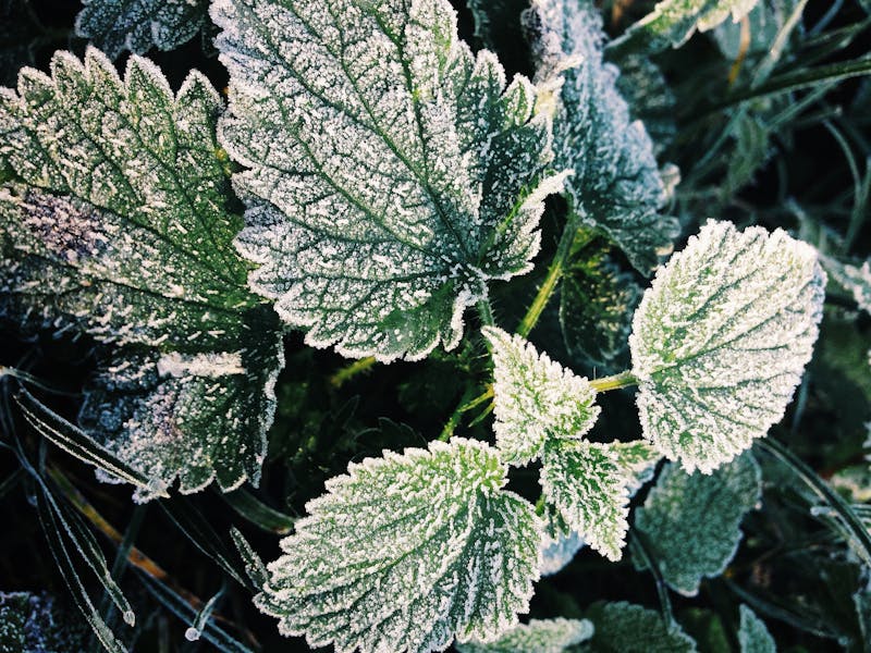 Feuilles givrées par une matinée d'hiver, gel au potager