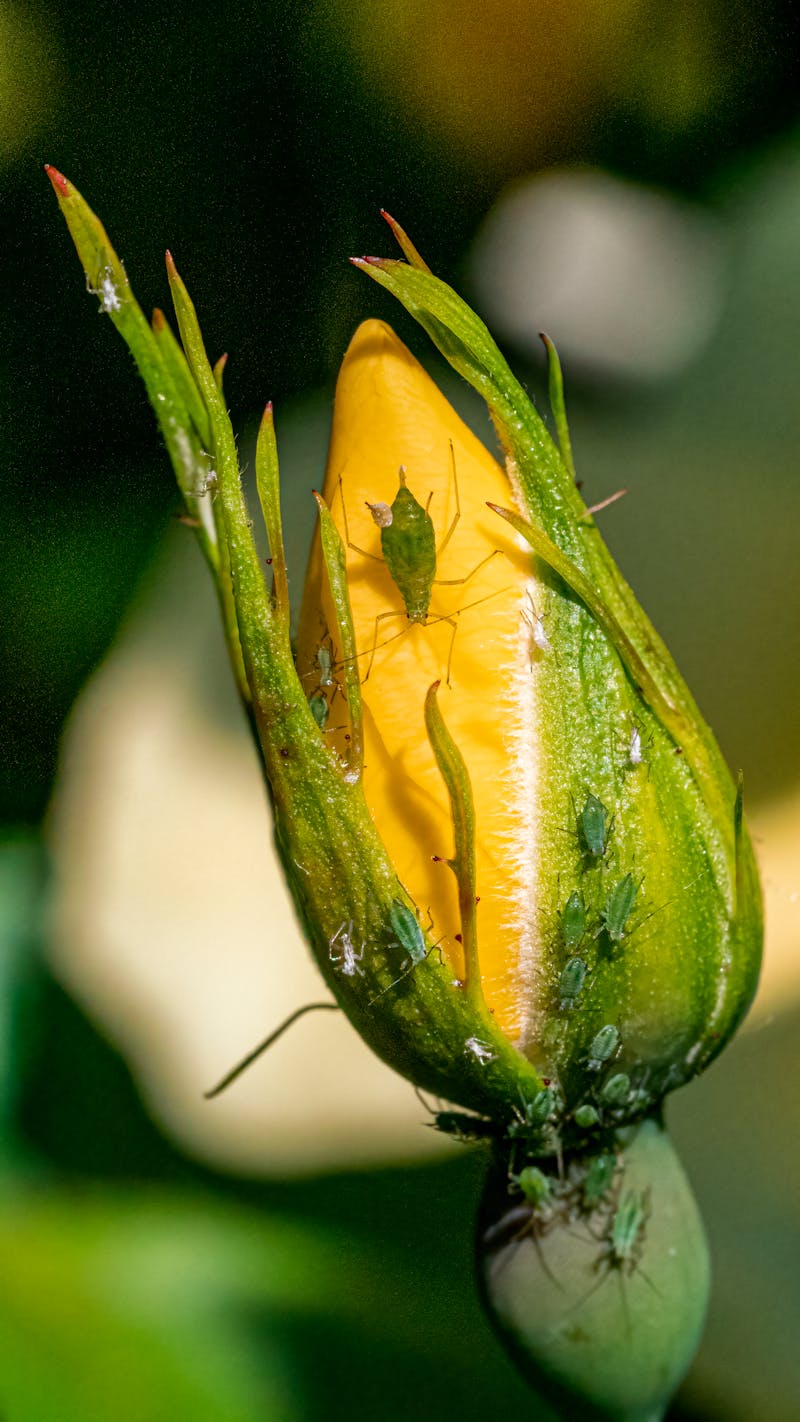Pucerons verts sur un bouton floral, insectes nuisibles au potager