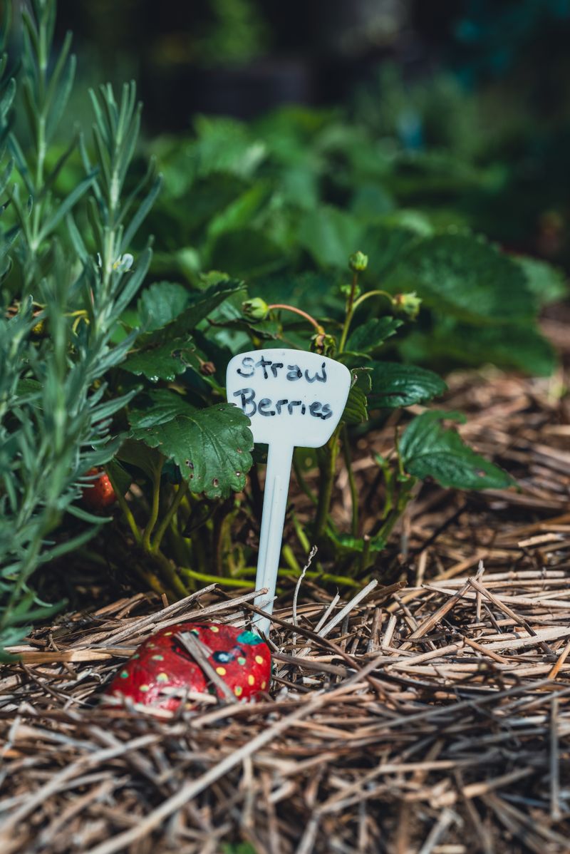 Plant de fraisier entouré de paillage pour limiter l'évaporation du sol