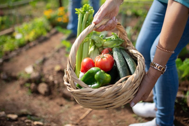 Personne tenant un panier de légumes fraîchement récoltés dans le potager