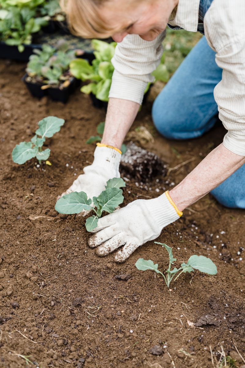 Jardinière replantant des semis de légumes dans le sol du potager