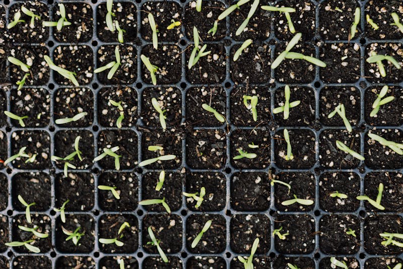 Semis de légumes en plateaux alvéolés sur un rebord de fenêtre