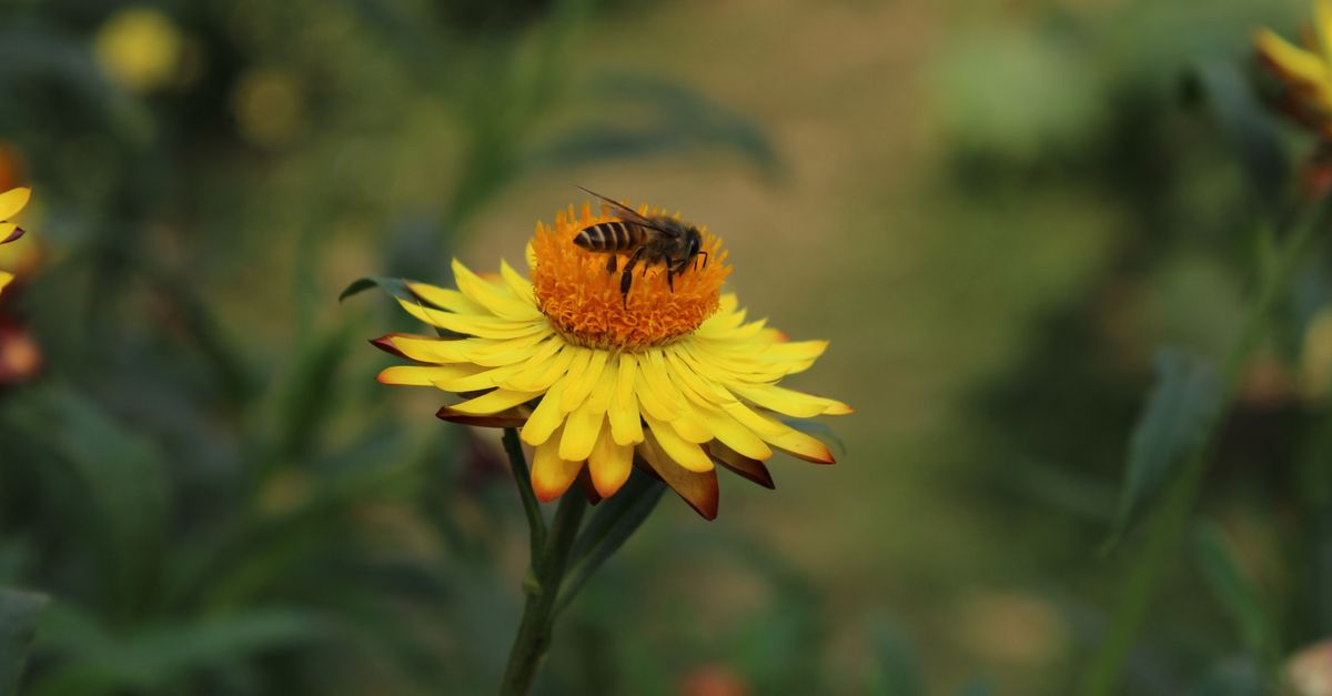 Abeille butinant une fleur du jardin