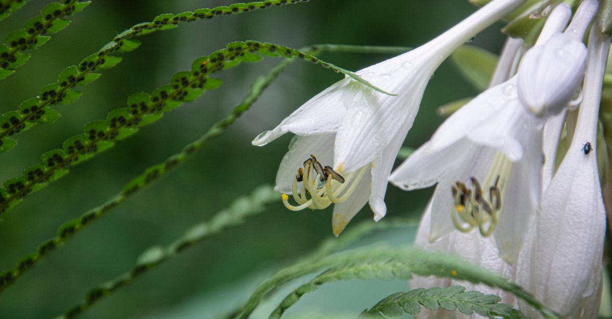 Coin de jardin ombragé et planté