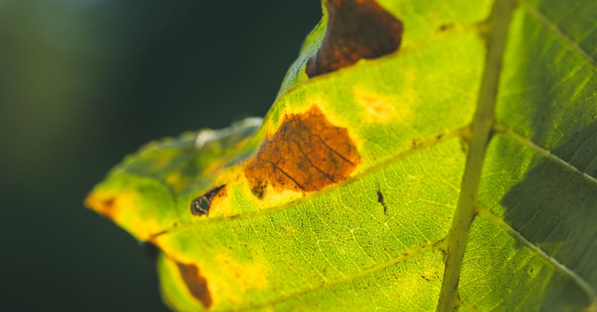 Feuillage jauni sur un plant