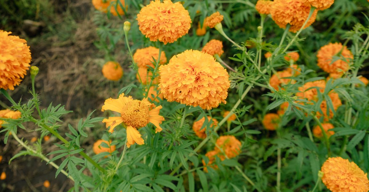 Fleurs compagnes au milieu des légumes