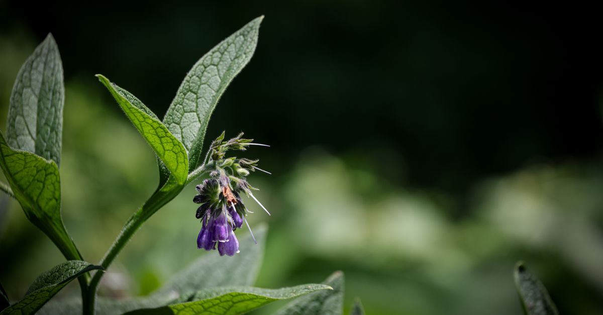 Consoude en fleur