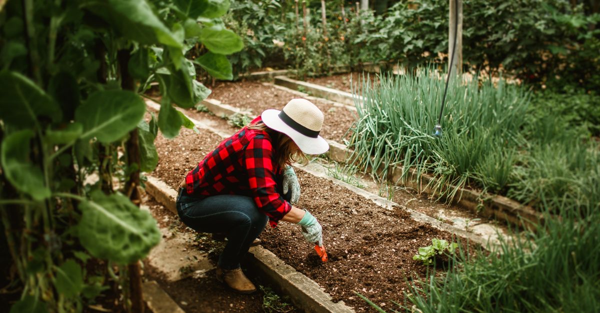 Planches de culture d\x27un jardin en permaculture