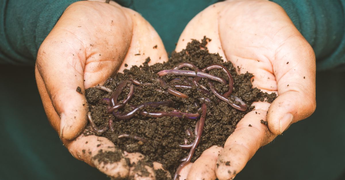 Vers de compost dans le substrat