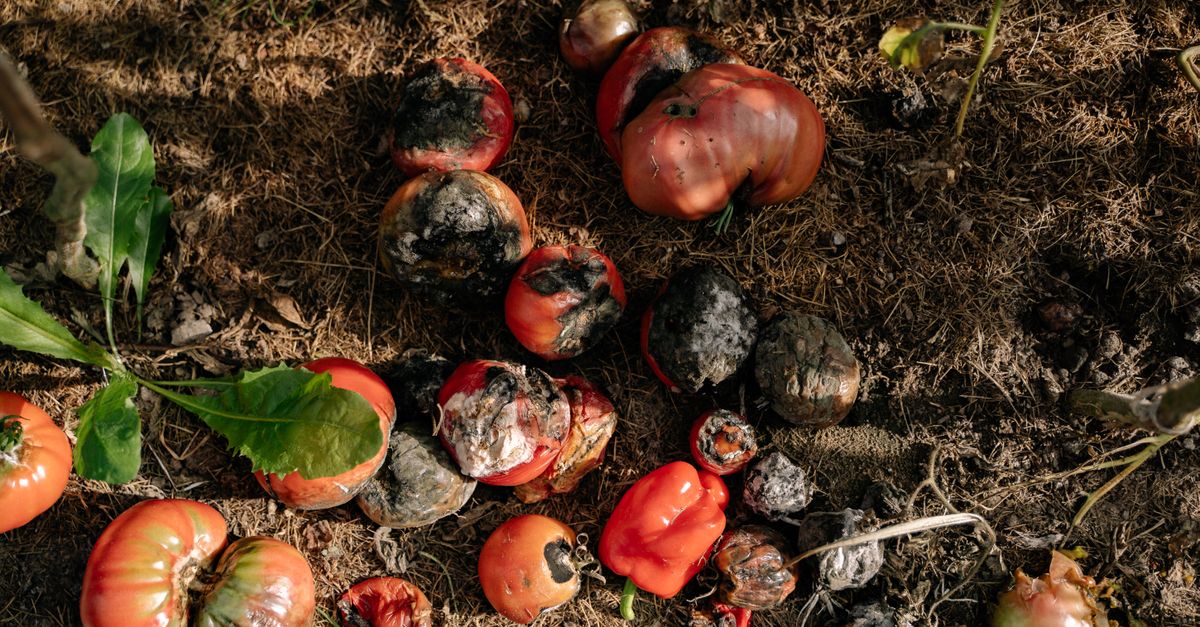 Feuillage de tomate atteint