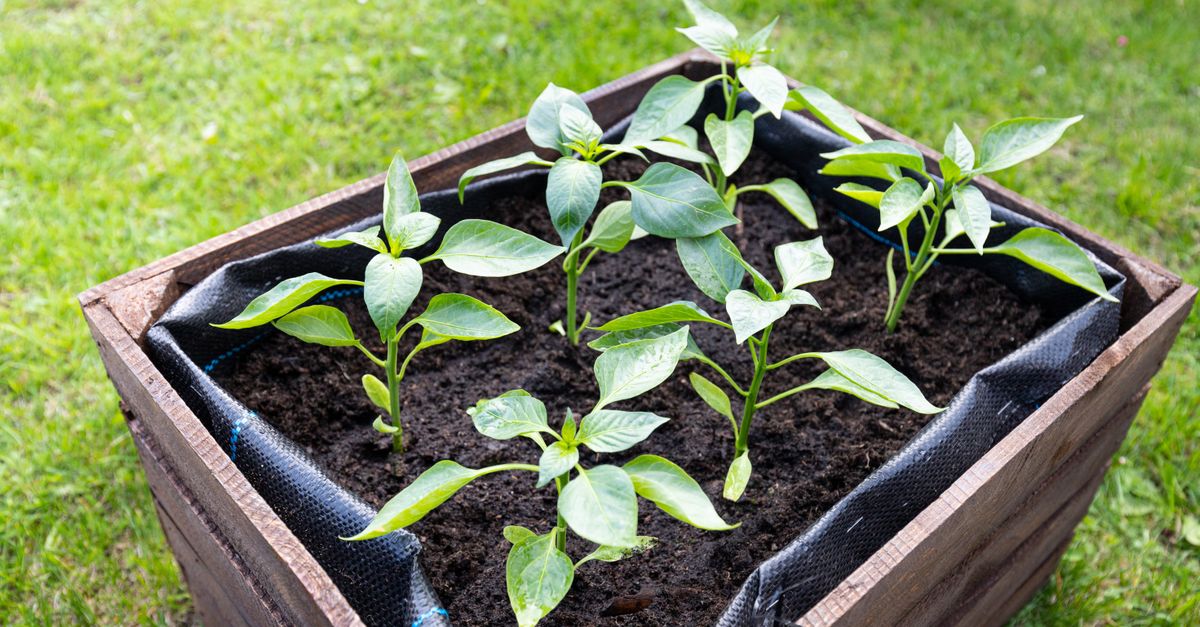 Carré potager surélevé planté
