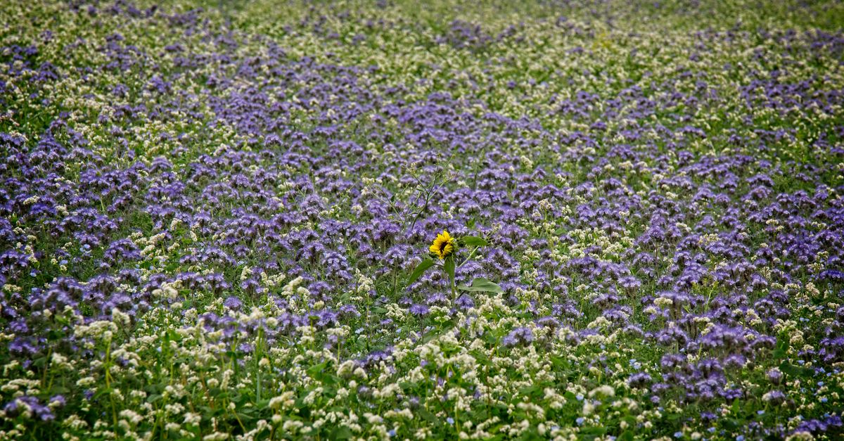 Couvert végétal en fleur