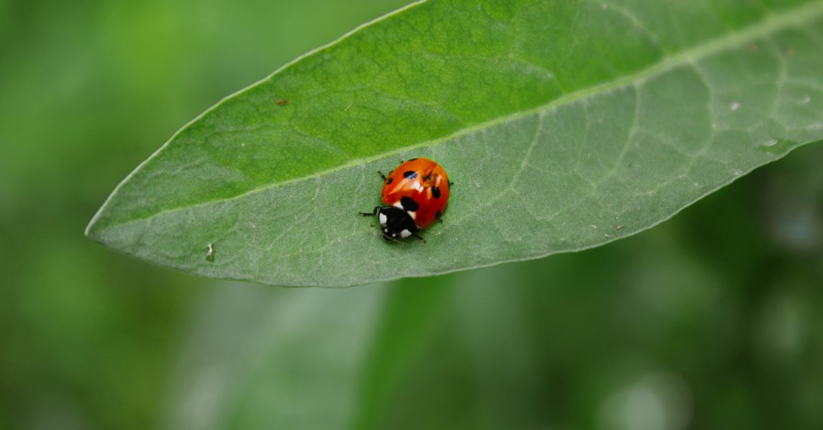 Coccinelle sur une feuille