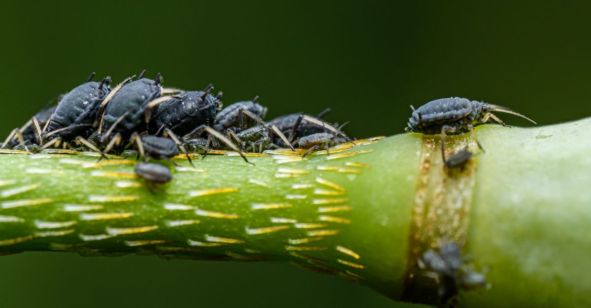 Colonie de pucerons sur une tige