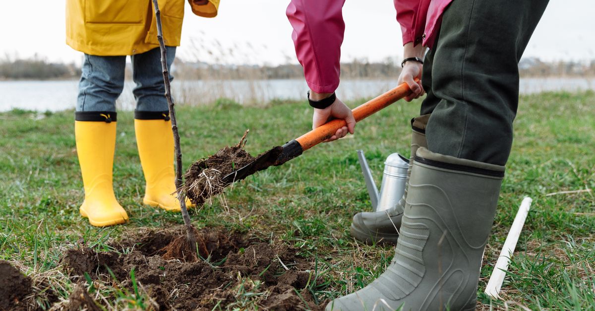 Plantation d\x27un jeune arbre