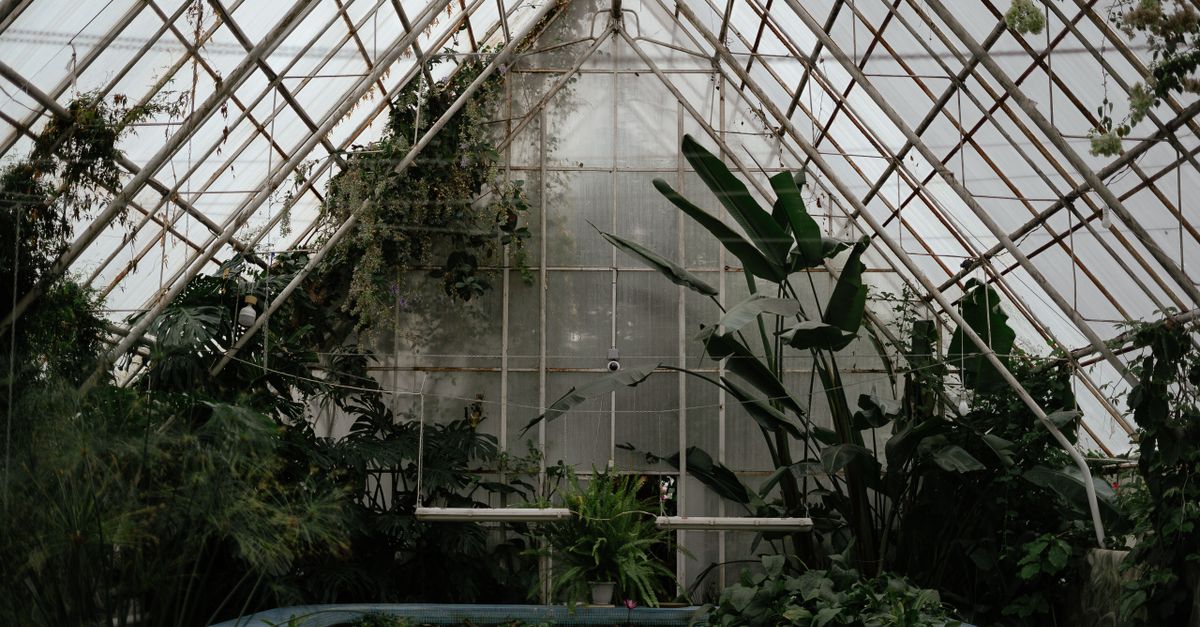 Serre de jardin plantée