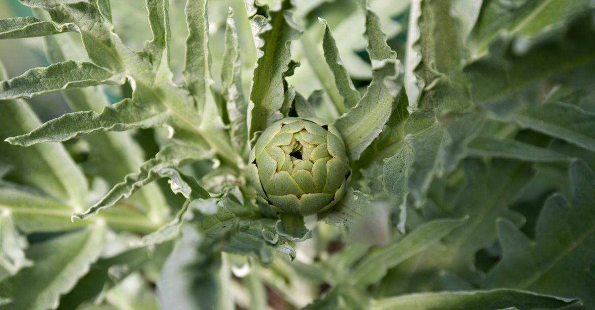 Artichauts sur pied au potager