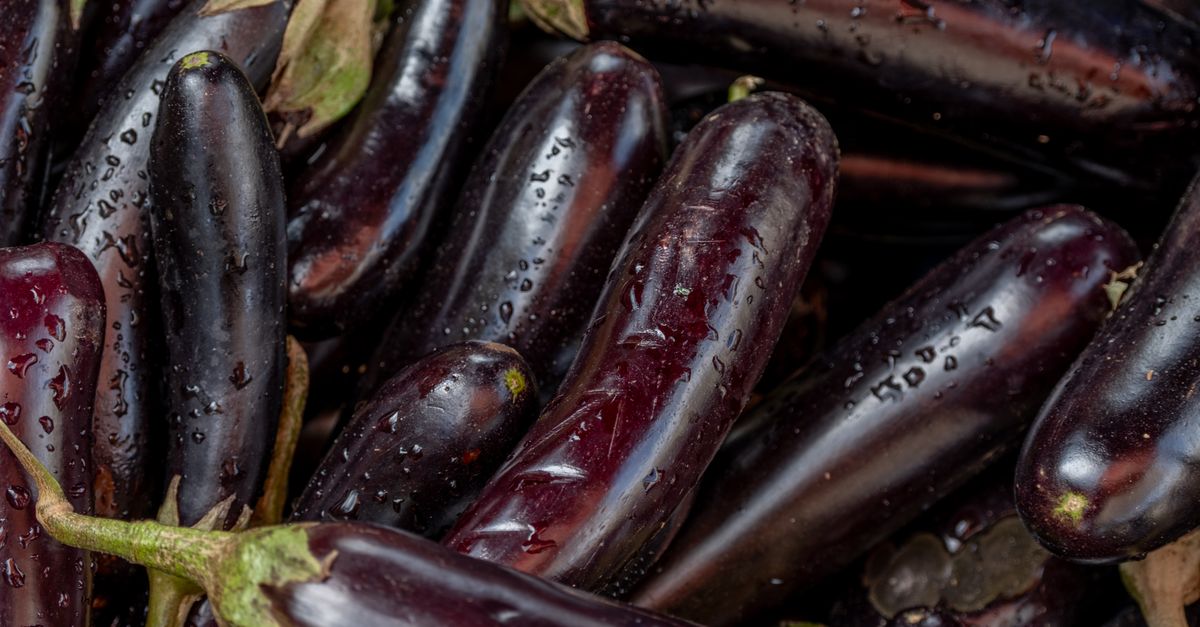 Aubergines violettes sur le plant