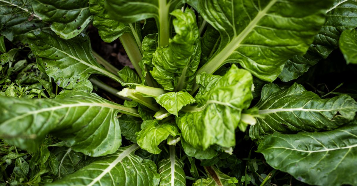 Blettes à côtes colorées au potager