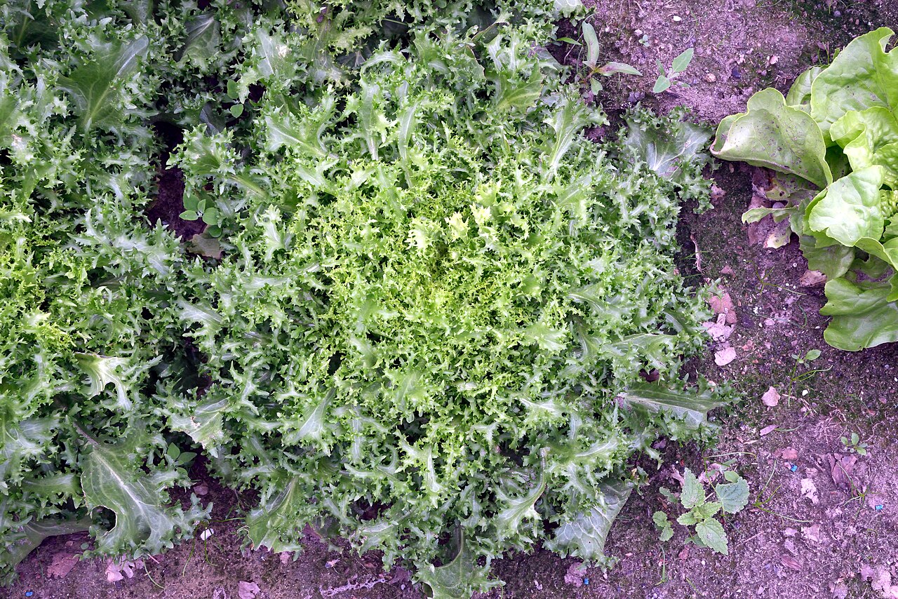 Chicorée frisée au potager