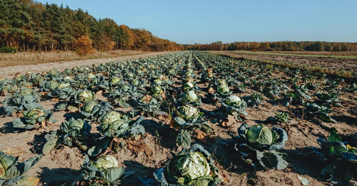 Choux pommés en pleine terre