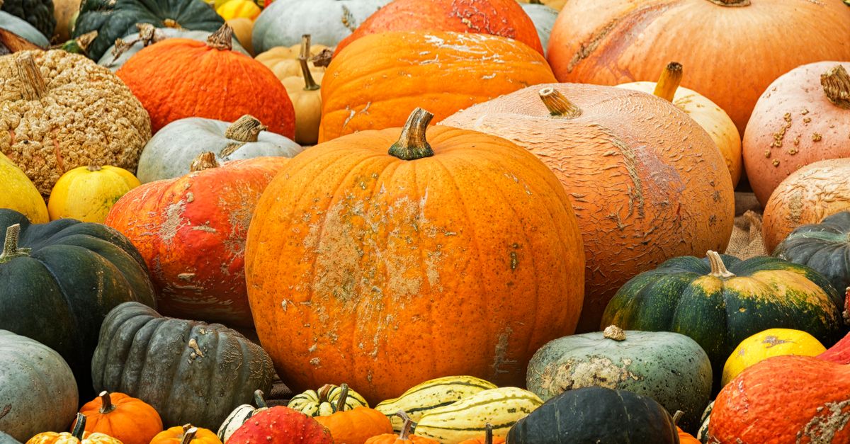 Courges d\x27hiver de différentes variétés