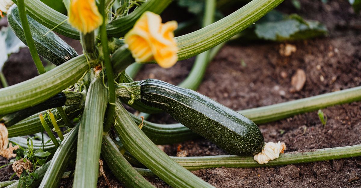 Courgette en formation sur le pied