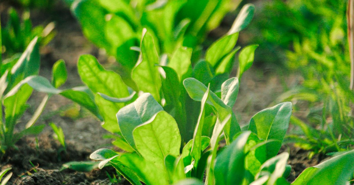 Feuilles d\x27épinard au potager