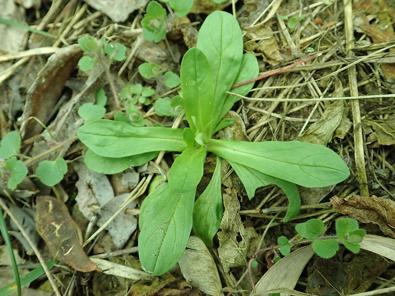 Rosettes de mâche