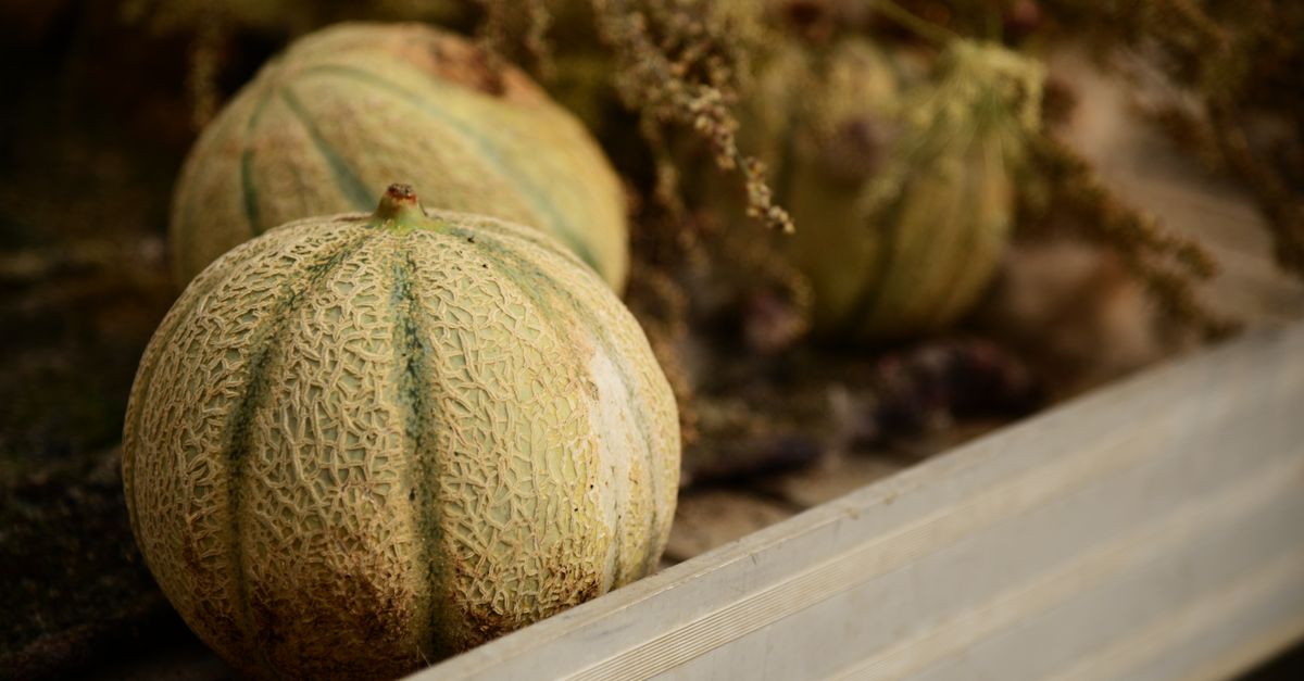 Melon mûr au potager