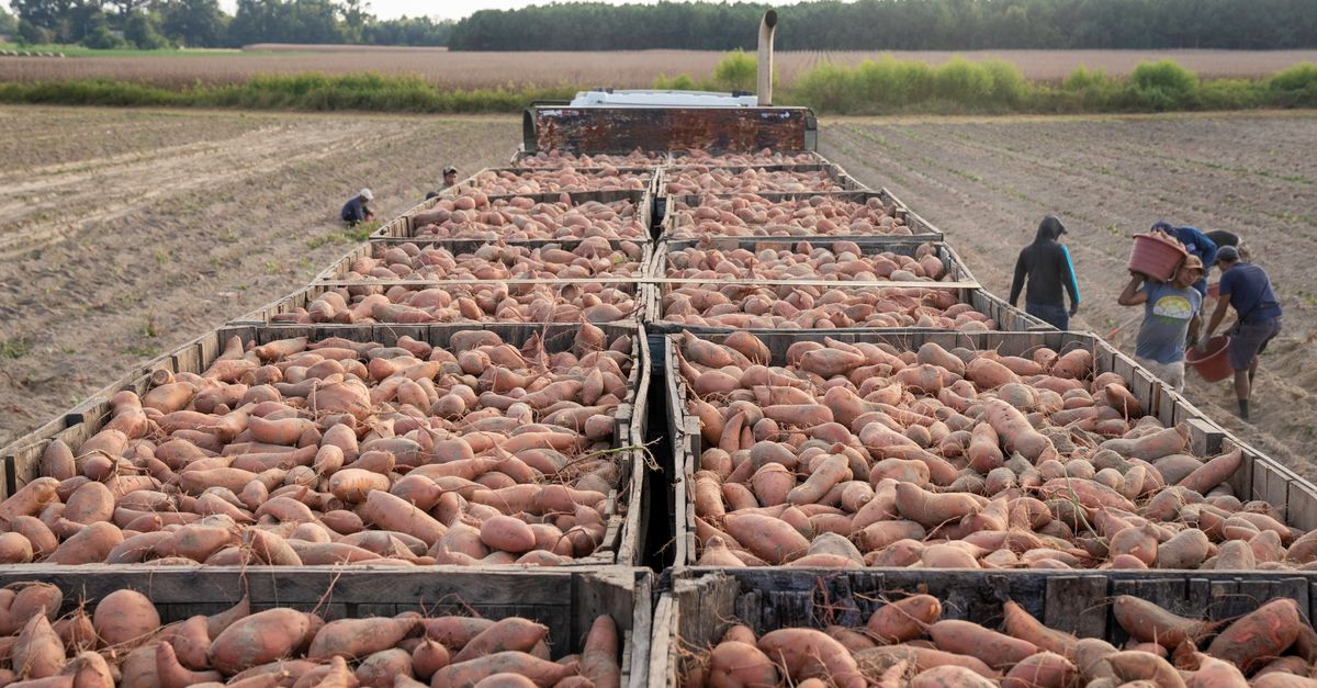 Patates douces récoltées