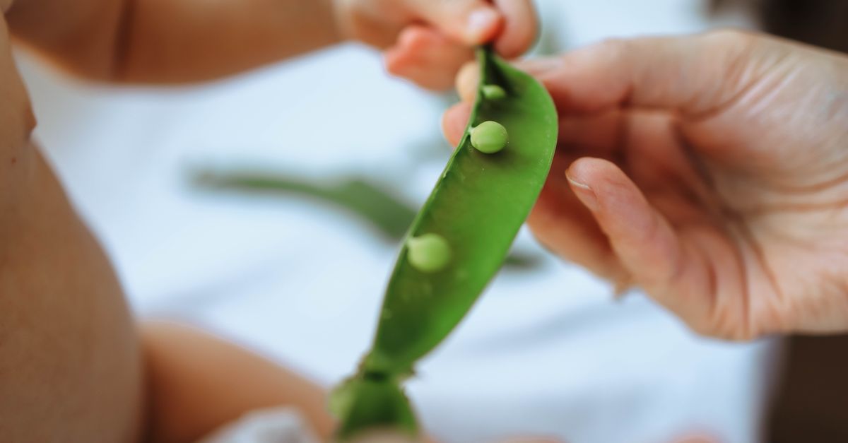 Gousses de petits pois sur le rang