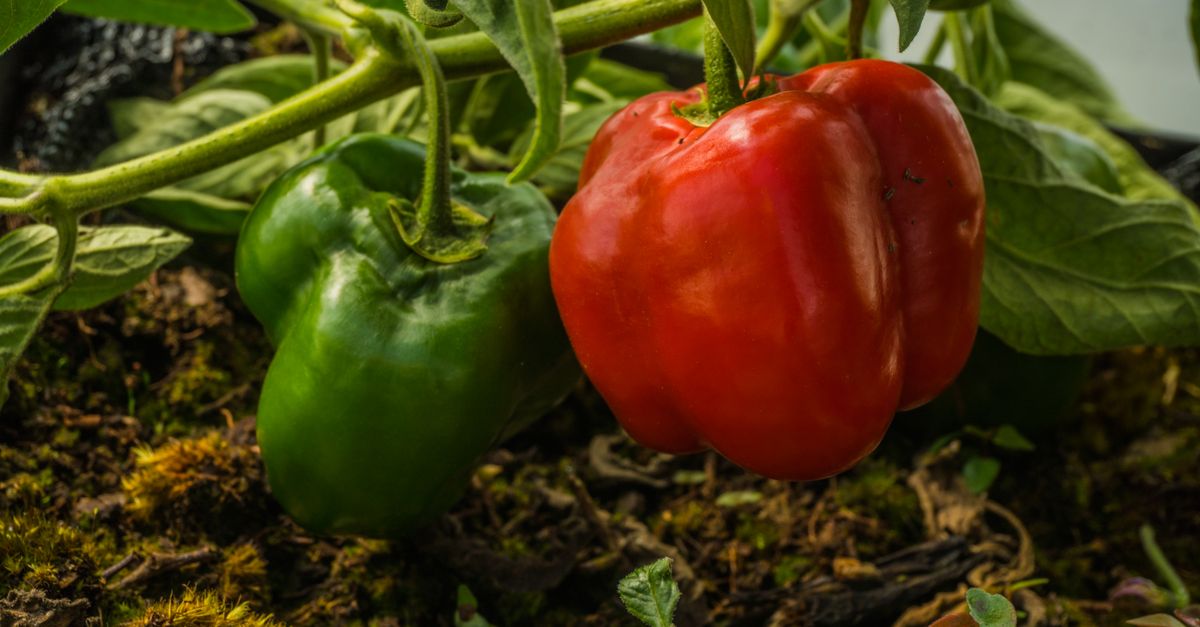 Poivrons mûrissant sur le plant