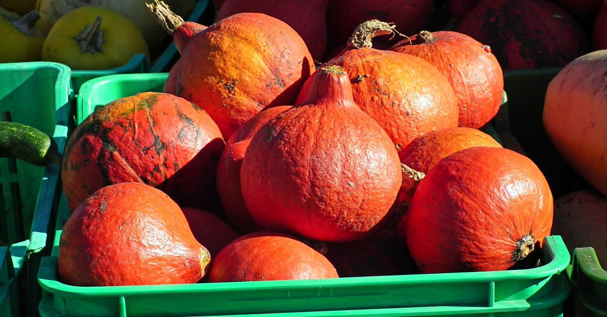 Potimarrons orange après récolte