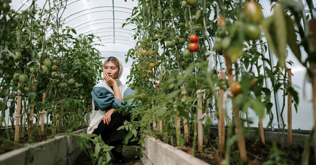 Tomates mûrissant sur le pied