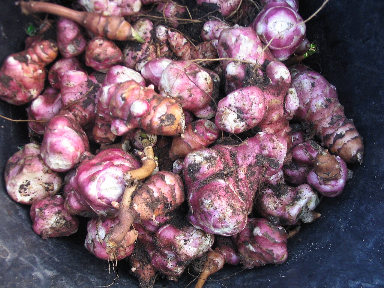 Tubercules de topinambour