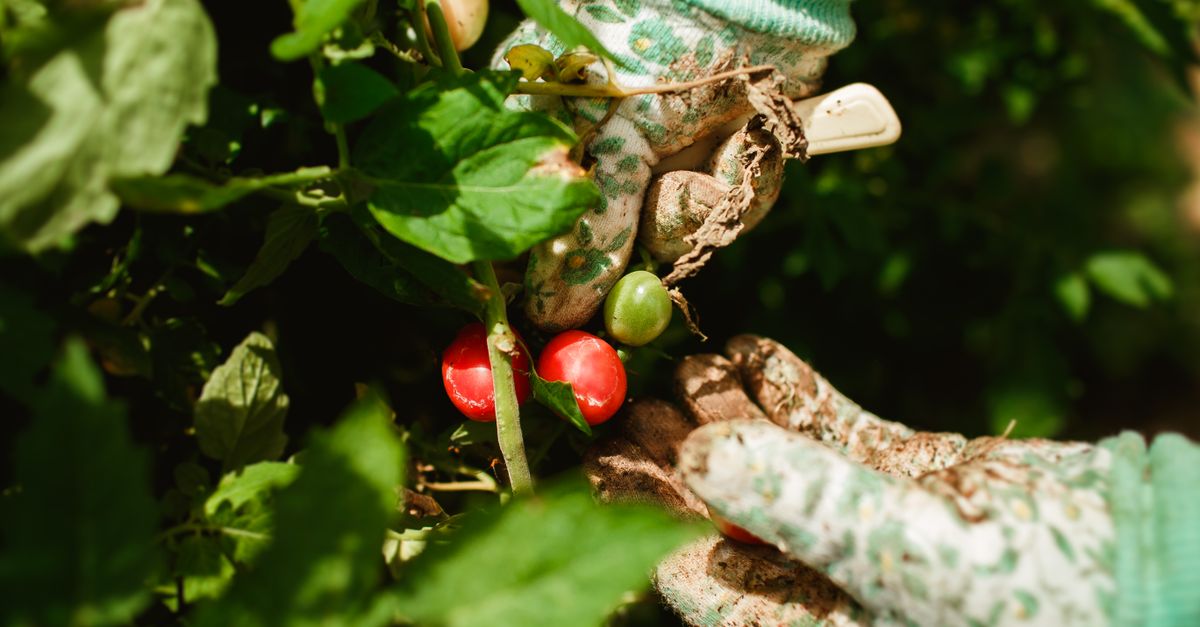 Récolte de tomates en août