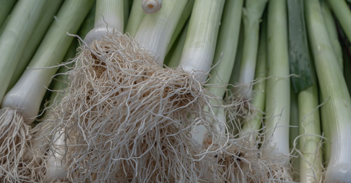 Potager d\x27hiver sous le froid