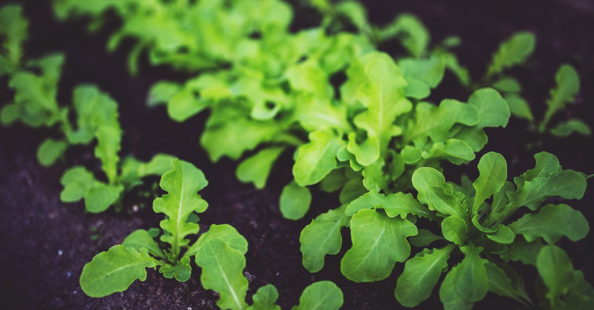 Potager en pleine végétation