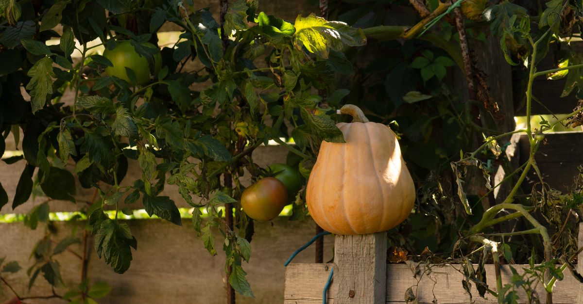Potager en automne